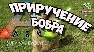 Всем Бобра   Приручение бобра в ARK Survival Evolved и новости по МЕГА Стройке