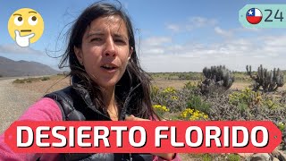 WE DIVERTED from the route in search of the FLOWERY DESERT in Chile  S5|E24 [La Serena, Chungungo]