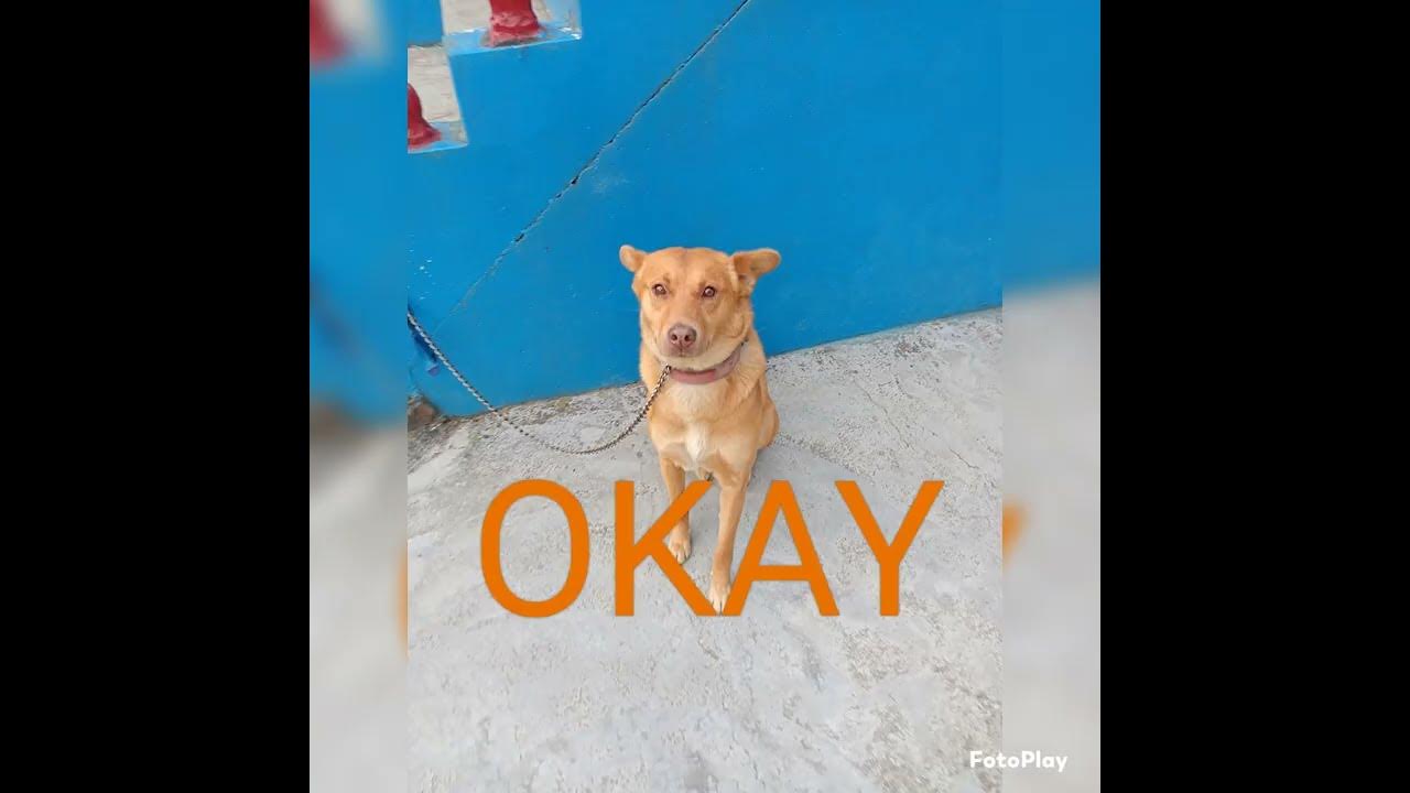 Dog ola tale tale bu. Dogs cats cute dogs cute cats petsola tale