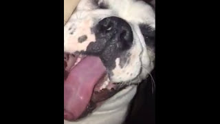 Bulldog head shaking/tremors Dr. Kraemer @Vet4Bulldog.com