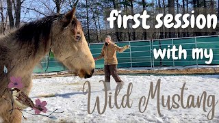 Full First day with my wild mustang from Devil's Garden! || Mustang name reveal! Guide