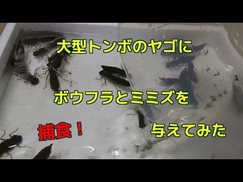 大型トンボのヤゴにボウフラを与えてみた ミミズ捕食ギンヤンマのヤゴ幼虫えさ Youtube