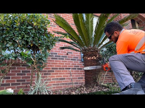 Video: Sago Palm Flower Head - Suggerimenti per tagliare i fiori di sago