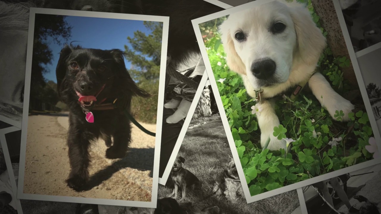 Thrive Pet Care, Year in Review 2018 YouTube