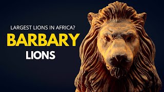Barbary Lions | Largest Lions in the World?