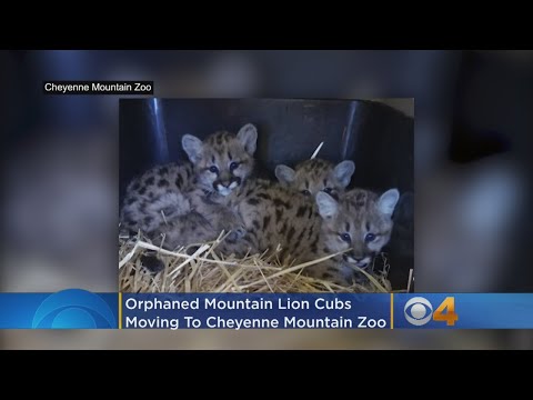 Orphaned Mountain Lion Cubs Move To Cheyenne Mountain Zoo