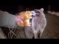 Raccoons play like cats with laser and toys!