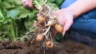 Strohauer Farms - Grown with Love, Always