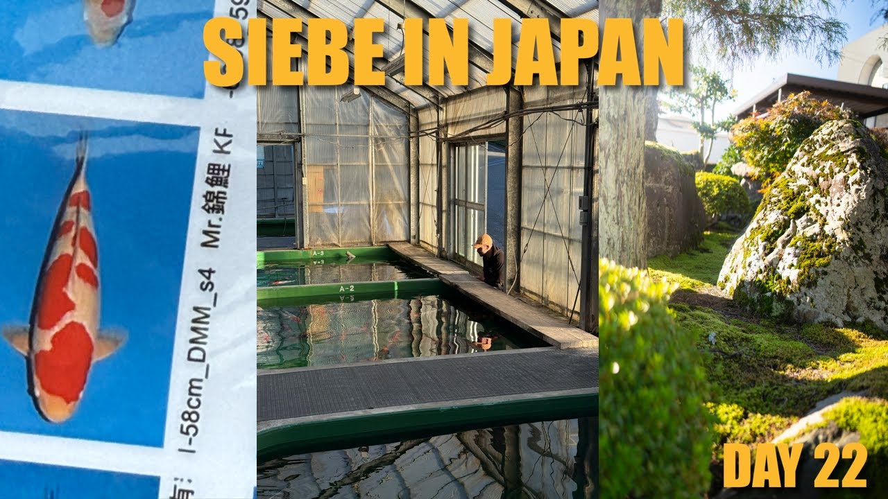 SPECIALE GROWING CONTEST - Odakan Sansai Harvest | Siebe In Japan Day 22