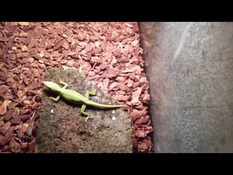 Como cuidar de lagartos anole