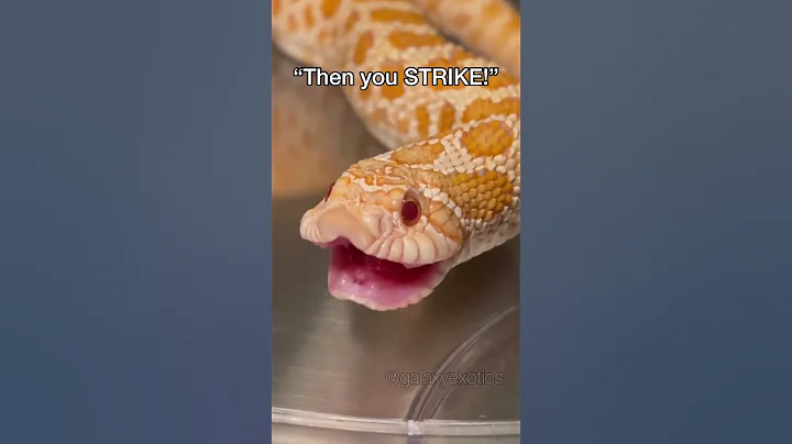 MICROWAVE POPCORN (FINGERS TEACHES NACHO TO HUNT)