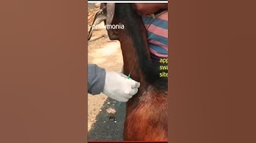 procedure for intramuscular injection in sheep and goatsushv