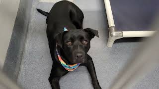 acs A677333