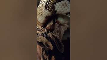 ⚠️ WARNING GRAPHIC CONTENT, Ball Python waits for sign of life before the attack, eats rat.