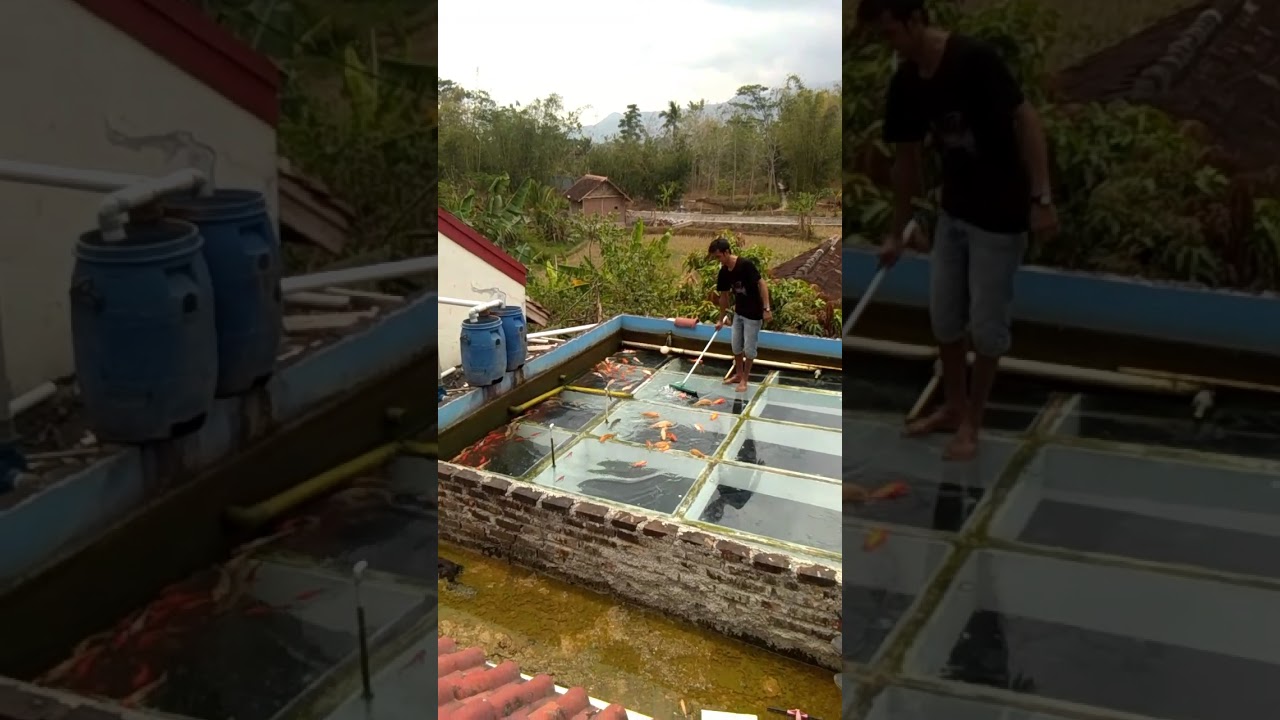 Kolam Ikan Di Atas Rumah YouTube