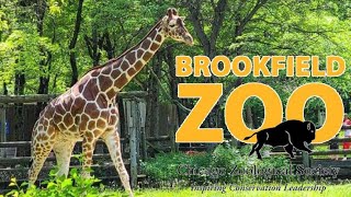 Brookfield Zoo Tour & Review with The Legend