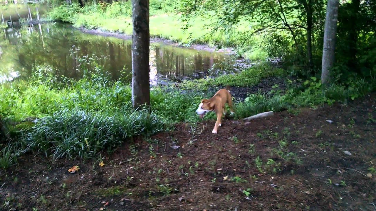 australian shepherd and golden retriever mix free dog australian shepherd golden retriever mix video 1 australian shepherd and golden retriever mix free dog australian shepherd golden retriever mix video 1