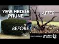 Yew Tree Hedge Prune, March 2026