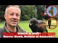 Which Bird is Best for Falconry?! HARRIS' HAWK, REDTAIL HAWK OR GOSHAWK? Interviewing Falconers