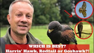 Which Bird is Best for Falconry?! HARRIS' HAWK, REDTAIL HAWK OR GOSHAWK? Interviewing Falconers