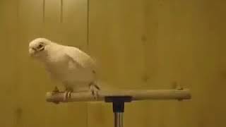 Pigeon Perform On Naat