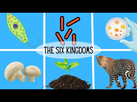 Video: Hvilke kongeriger er forbrugere?