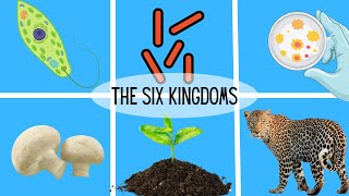 The Six Kingdoms of Life