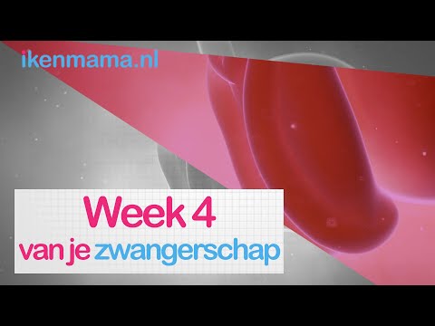 4 weken zwanger? Bekijk symptomen, informatie over de echo en je kindje en je lichaam | ikenmama.nl