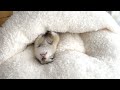 フットウォーマーが快適すぎて抜け出せなくなってしまったリス