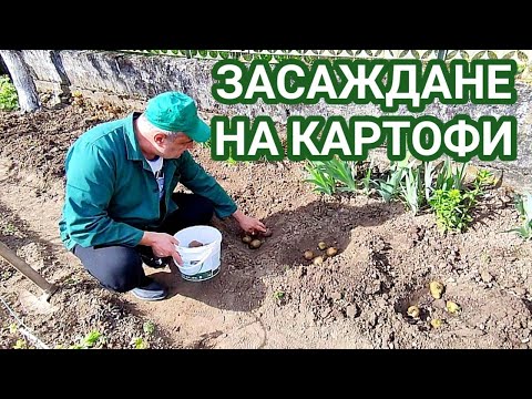 Видео: Засаждане на картофи в Урал: как да го направя правилно?