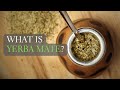 What is yerba mate yerba mate facts and more