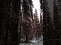 КРАСОТА ПЕРВЫЙ СНЕГ В СЕВЕРНОМ ЛЕСУ ! ОСЕННИЙ РУЧЕЙ ! FIRST SNOW IN NORTHERN FOREST !AUTUMN STREAM