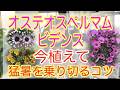 2026/3/2 今が植えどき！オステオスペルマムとビデンス。数年前までは１年中咲くとおすすめしていたのが、ここ数年は猛暑で夏を越せない！でも植えたい！そこで、高橋がたどりついた方法はこれ！