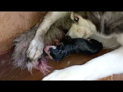 Video: Cuidado y Entrega de Perros Embarazadas