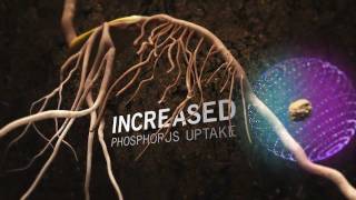 Improved Nutrient Uptake