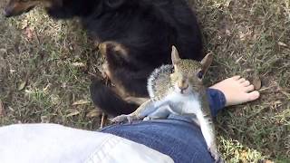 Releasing Moosie / Squirrel rescue