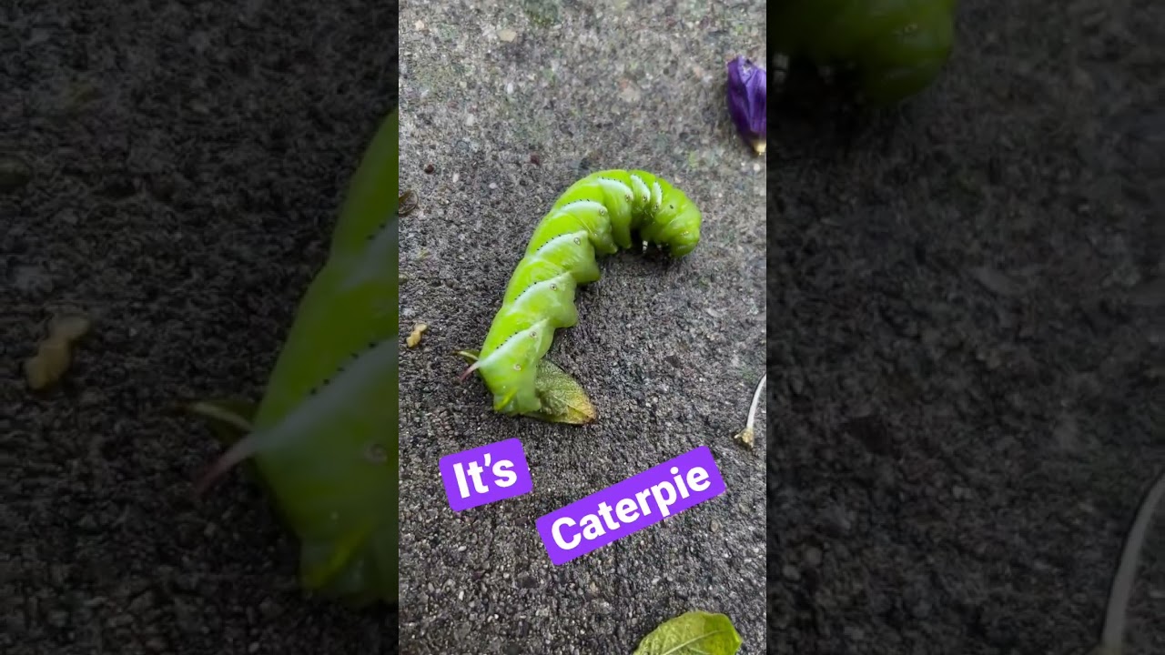 Who’s that Pokémon? 