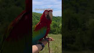 Wandern mit Dinos 😄 #shorts #tiere #vogel #birds #macaw #parrot #natur #freeflight #diy #wandern