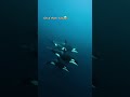 POV: Swimming with the ocean's top predator. 👑 | Scuba diving adventure with ORCAS  #divng