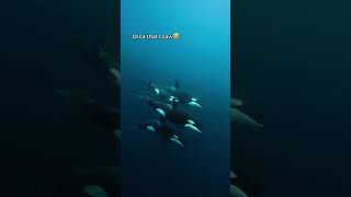POV: Swimming with the ocean's top predator. 👑 | Scuba diving adventure with ORCAS  #divng