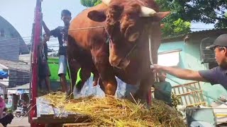 Penurunan Sapi Raksasa 1.2 Ton Pak Jokowi Turun Dari Truk Oleng Duren Tiga