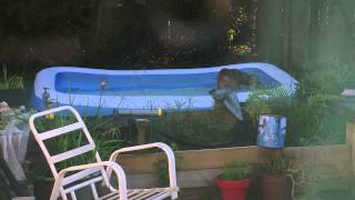 Crazy pit bull playing in pool by GuNSaYa 131 views 9 years ago 6 minutes, 47 seconds