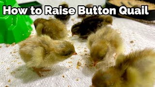 Raise Button Quail: From Incubating Eggs, to Brooding Chicks, to Laying Adults screenshot 4