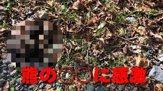 【北海道】ヒグマの痕跡