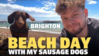 Exploring Brighton With Two Dachshunds