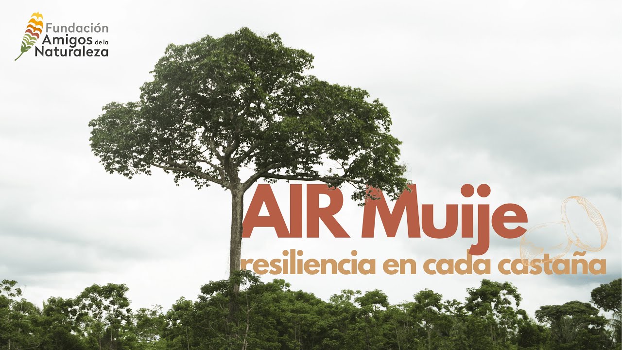 AIR Muije: resiliencia en cada castaña
