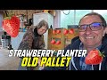 Strawberry Planter from an old pallet