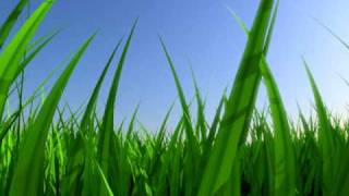 Grass animation
