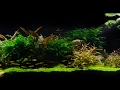 Takashi Amano Tribute Aquascape by James Findley - Pebbles "In the Footsteps of a Giant"