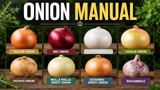 The illusion of the onion: Why You're Buying The Exact Same Vegetable.